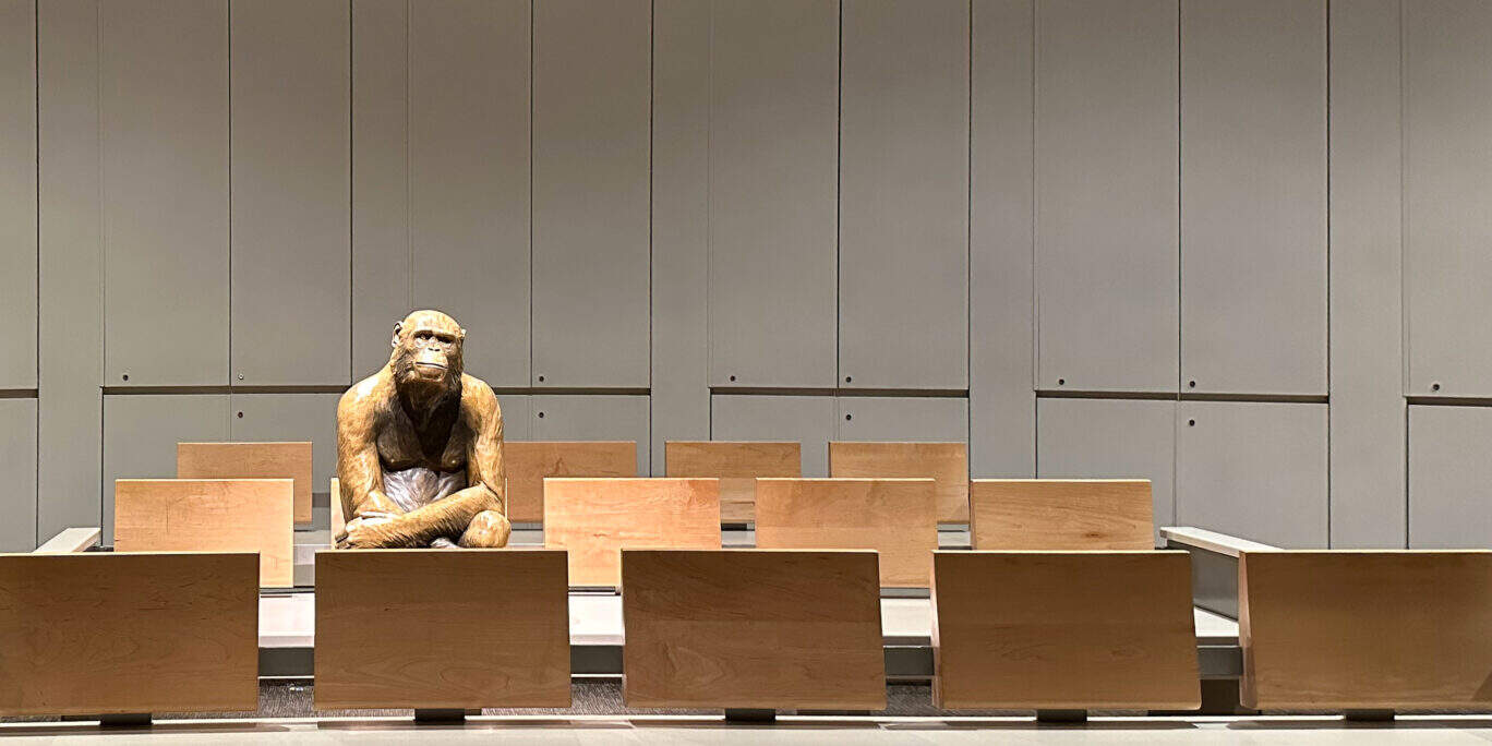 A large statue of a monkey sits in a classroom by them self pondering their existence in the Smithsonian in Washington DC: the world's largest museum, education, and research complex.